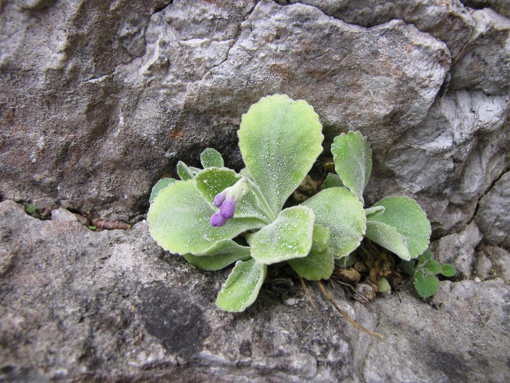 Primula albenensis / Primula del M. Alben